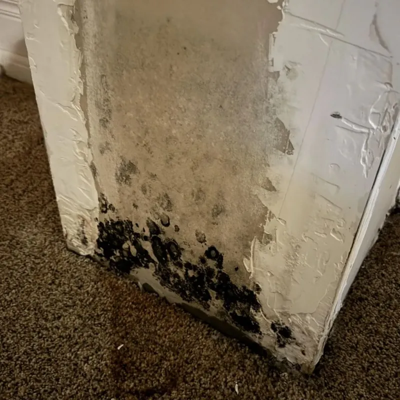 Professional Mold Removal in Crystal Lake, CT